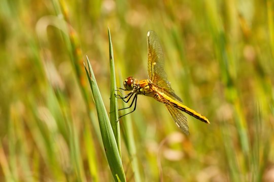 Dragonfly, Yellow-winged darter (Sympetrum flaveolum)