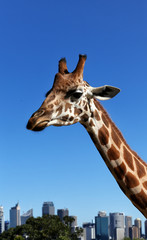 Sad-looking Giraffe at Taronga Zoo, Sydney - close-up