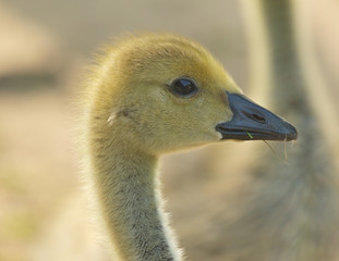 Fototapeta premium Gosling