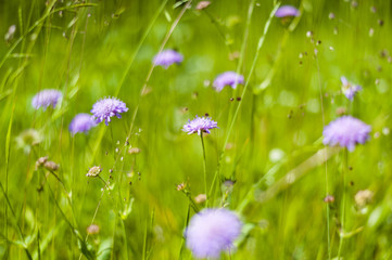 Field Scabious blossoms (Knautia arvensis)