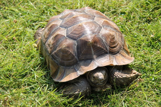 A Lovely Tortoise Walking on a Grassy Field.