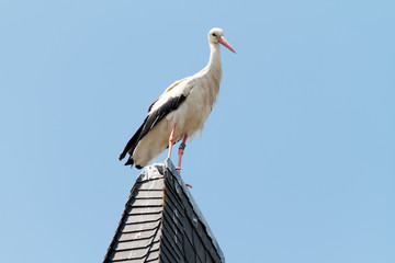 Wildlife German Stork