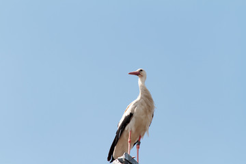 Wildlife German Stork