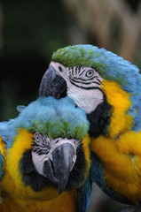 ルリコンゴウインコ