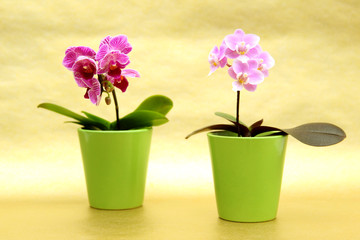 Fototapeta na wymiar Mini Orchideen im Blumentopf