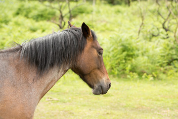 Fototapeta premium Horse, close up profile of a stallion