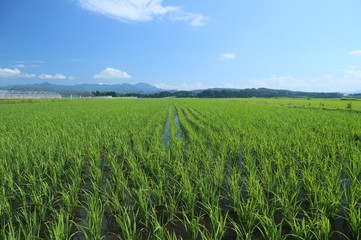 初夏の水田の風景
