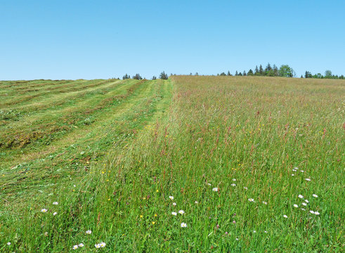 Gem&auml;hte Wiese