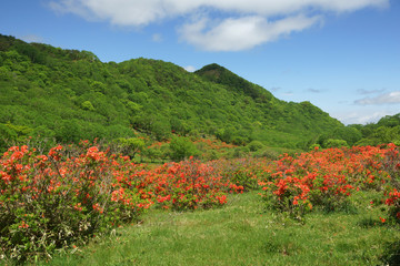 白樺牧場のツツジ