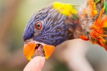 Australian Rainbow Lorikeet, Trichoglossus moluccanus
