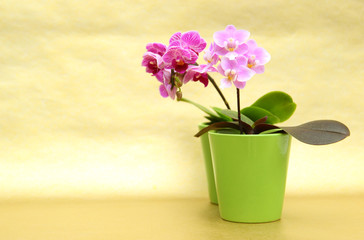 Zwei Mini Orchideen
