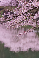 Fototapeta premium 桜と水面