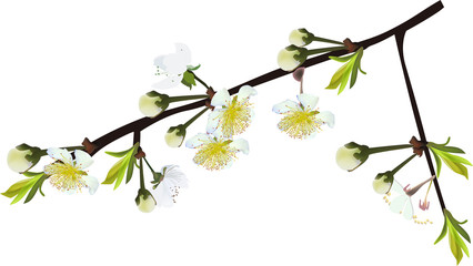 isolated white spring tree branch