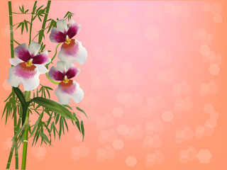 large orchid flowers and green bamboo on orange background