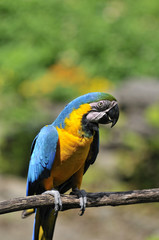 ルリコンゴウインコ