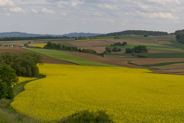 Spring landscape