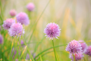 Purple Flower  isolated against yellow background