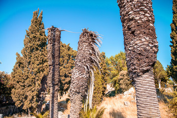 Obraz premium Palms on a beautiful park against blue sky