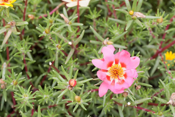 Pink portulaca grandiflora