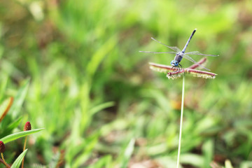 Dragonfly on grass with green background