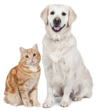 Retriever und Hauskatze