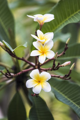 frangipani flowers