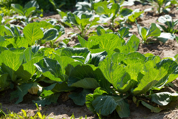 Fototapeta premium Cabbage growing