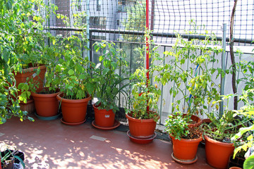 lush TOMATO plant on the terrace in a ECOLOGICAL urban garden