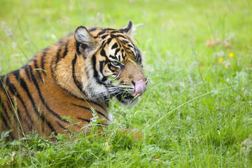 Portrait of a tiger