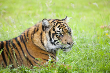 Fototapeta na wymiar Portrait of a tiger