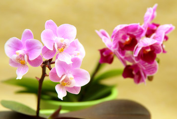 Fototapeta premium Orchideenzweig