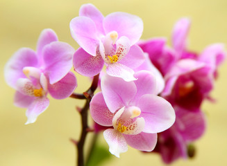 Fototapeta na wymiar Orchideenstrauß