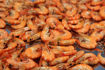 fresh shrimps at the fish market