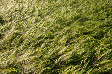 Background of sunlit barley corn field