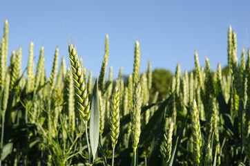 Wheat field closeup