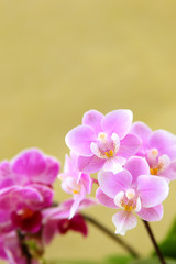 Hintergrund mit  Orchideen