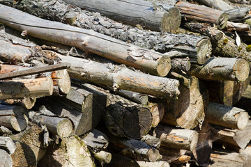 Piled dry wood