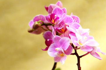 Fototapeta na wymiar Zwei Orchideenzweigen 2