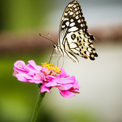Butterfly on flower