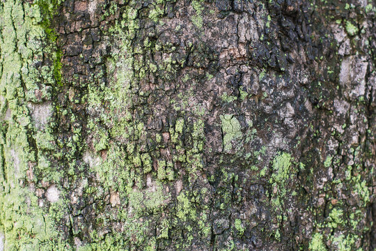 Background texture of natural tree bark with lichen