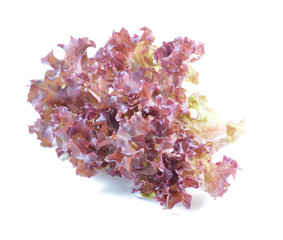 fresh red  lettuce leaves isolated on white