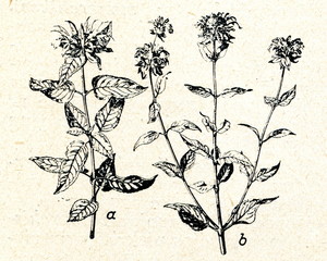 Monarda didyma (a) and Monarda fistulosa (b)