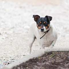 Naklejka na ściany i meble Jack Russell Terrier dog on nature background.