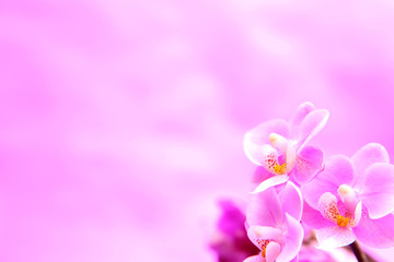 Naklejka na ściany i meble Orchideen auf dem rosanem Hintergrund