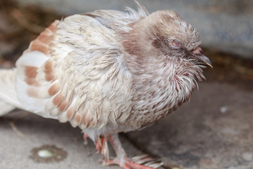 white pigeon sick environment bad