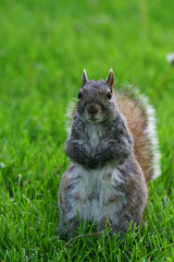 Squirrel standing on yard