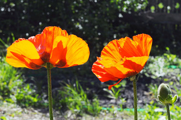 Big red poppies in a garden.