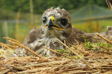 young kestrel in the nest