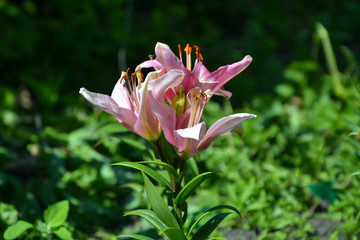 The pink lily blossoms in a garden.