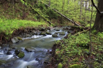 spring forest creek